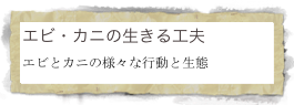 エビ・カニの生きる工夫
エビとカニの様々な行動と生態