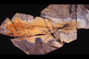 ニッポンアミアなど白亜紀産魚類化石写真