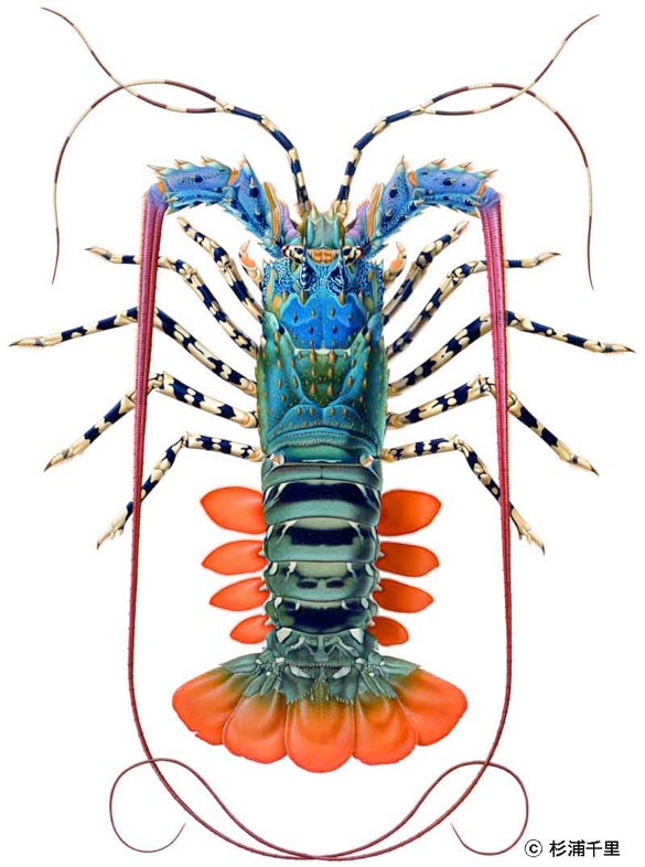 2011sebsuexhsugiuranishif 2