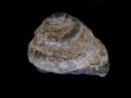 オキナエビスの仲間 ギャラリー | 鳥羽水族館公式ホームページ