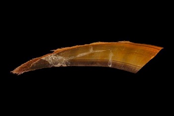 1971年希少南氷洋ナガスクジラのヒゲの工芸品 1971年希少南氷洋ナガスクジラのヒゲの工芸品