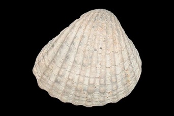 ②-1貝標本ヤエバイトカケ（蓋付） ハイガイ