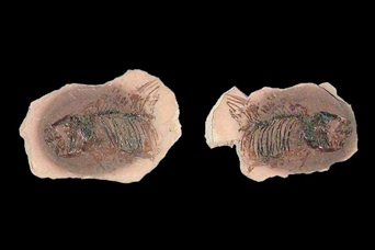 タナゴb タナゴ属の一種