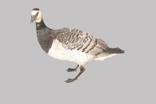 カオジロガン