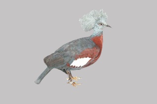 ムネアカカンムリバト