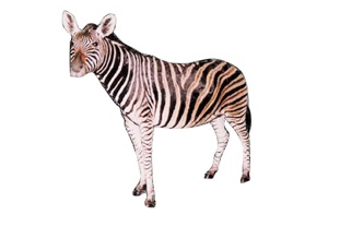 サバンナシマウマ