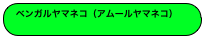 ベンガルヤマネコ（アムールヤマネコ）