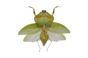 カマキリの一種 (オス)