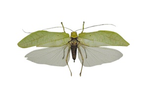 ツユムシの一種 (オス)