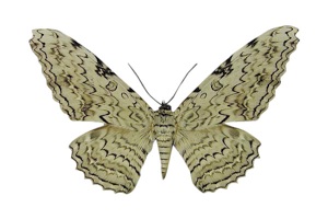 ナンベイオオヤガ (オス)