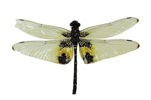 ミナミヤンマの一種 (オス)