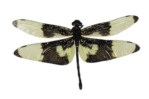 ミナミヤンマの一種 (メス)