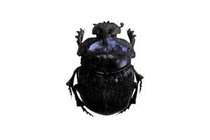 アフリカのエンマコガネ3.Proagoderus tricornifrons