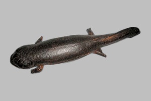 オオサンショウウオ