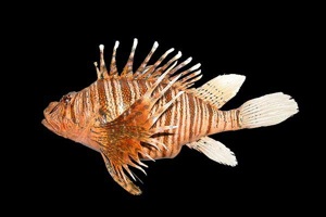 ミノカサゴ 標本 Pterois lunulata 約30cmミノカサゴ