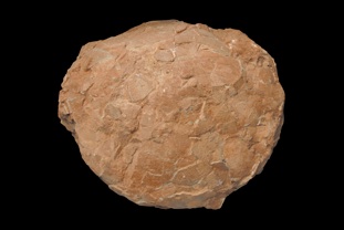 ヒプセロサウルス（卵）