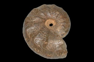 セラティテス（アンモナイト）