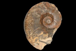 ゲルマノノーチルス (オウムガイ)