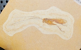 バッタ類化石　ブラジル産　昆虫 バッタの一種