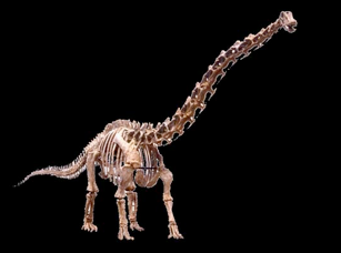 M_Seismosaurus