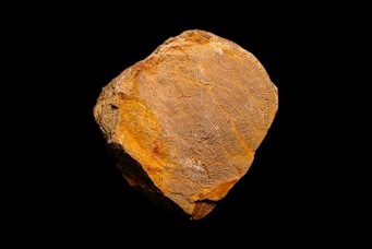 ファボシテス（ハチノスサンゴ）