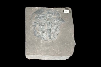 パラスツェチュアネラ(三葉虫)