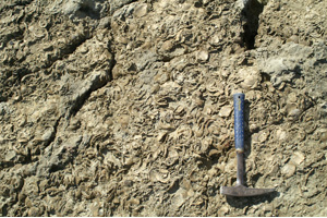 二枚貝化石床写真
